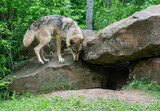 Fototapeta Na ścianę - A female wolf check out her den.