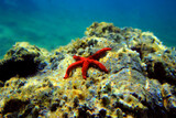 Fototapeta Do akwarium - Red Mediterranean sea star - Echinaster sepositus
