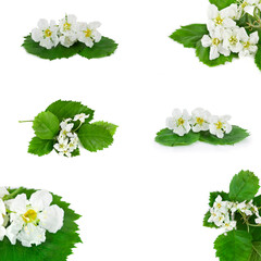 Canvas Print - Collection of flowers and leaves of hawthorn (Crataegus), also known as quickthorn, thornapple, May-tree, whitethorn or hawberry isolated on a white background.