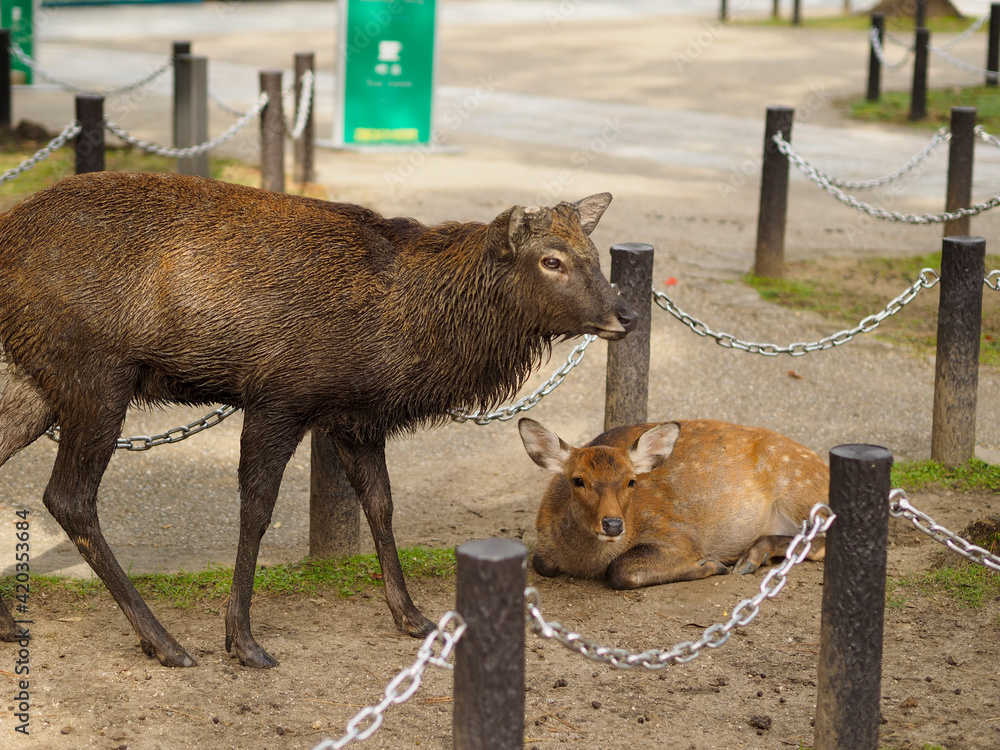 青銅の鹿　つがい　(雌) 青銅の鹿 つがい (雌) 青銅の鹿 つがい (雌) Shunsho 春章: Crossing