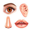 © mariaaverburg - Set of beautiful female eye, nose, ear and shining mouth with glossy lips. Realistic Vector illustration.