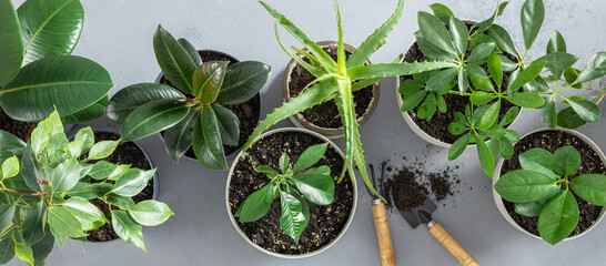 Top view Set of various house plants with gardening tool