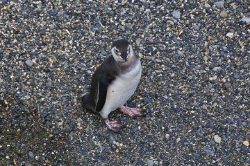 Canvas Print - Penguins on the island in Beagle channel close Ushuaia city, Tierra del Fuego, Argentina