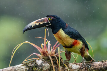 Wall Mural - Fiery-billed Aracari - Pteroglossus frantzii is a toucan, a near-passerine bird. It breeds only on the Pacific slopes of southern Costa Rica and western Panama
