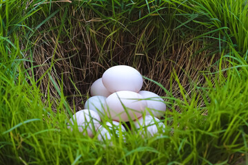 White duck eggs on green grass hole background , natural easter egg concept