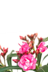 Wall Mural - Pink oleander flower on white background.