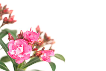 Wall Mural - Pink oleander flower on white background.