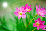 Fototapeta  - Beautiful pink nature flowers and sun light, blurred background.