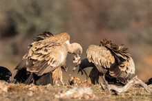 Griffon Vulture Gyps Fulvus Birds Feed In The Habitat