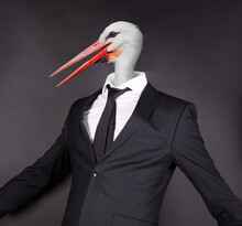 White Stork Head In A Black Suit