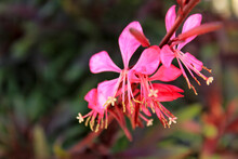 Beautiful Guara Lindheimeri Pink Flower
