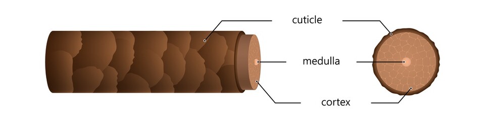 Structure hair in section under microscope illustration. Brown superficial scales with sebaceous cuticles and nerve endings with cellular vector fibers.