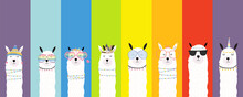 Collection Of Animal Background Set With Llama,rainbow Color.Editable Vector Illustration For Birthday Invitation,postcard And Sticker