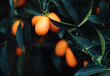 Mandarin tree in exotic fruit garden, organic food and fruitful plant concept