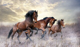 Fototapeta Konie - A herd of three horses jumps on the field in winter Colorful horses run through the snow in snowfall