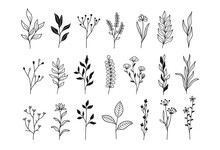 Plants And Flowers, Botanical Illustrations
