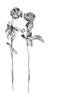 Two silver rose flowers white background isolated close up, black and white long stem roses bouquet, beautiful shiny gray metal flower and leaves, decorative floral design element, vintage decoration