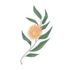 Poster - Blooming eucalyptus flower with lush yellow petals isolated on white background. Hand-drawn floral element with stem and leaves. Realistic botanical vector illustration in vintage style