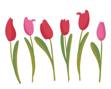 Spring Flower Set. Red Tulips Botanicals For Design. Flowers The Best Gift For Any Holiday. Flat Vector Illustration