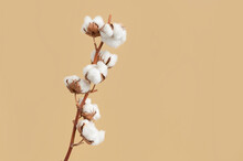 Branch With White Fluffy Cotton Flowers On Beige Background Flat Lay. Delicate Light Beauty Cotton Background. Natural Organic Fiber, Agriculture, Cotton Seeds, Raw Materials For Making Fabric