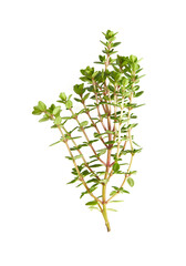 Canvas Print - twig of thyme isolated on white background