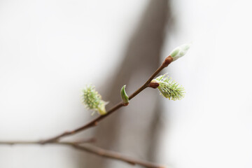 Wall Mural - Spring bush branch with fresh green leaves. Shallow depth of field, selective focus.