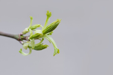 Wall Mural - New life concept. Spring bush branch with fresh green leaves. Shallow depth of field, selective focus. Macro view