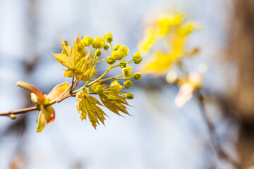 Wall Mural - Soft tender minimal blossoming springtime poster. Beautiful sunlight spring park nature, macro view tree branch with first green leaves and buds. Shallow depth of field, selective focus.