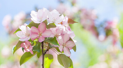 Wall Mural - Apple tree flower blossom macro view. Blossoming pink petals fruit tree branch, tender blurred bokeh background. Shallow depth of field, copy space.