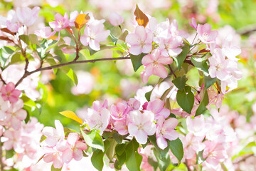 Wall Mural - Apple tree flowers blossom macro view. Blossoming white pink petals fruit tree branch, tender blurred bokeh background. Shallow depth of field, copy space