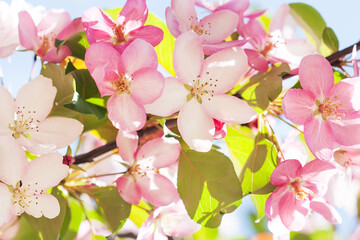 Wall Mural - Apple tree flowers blossom macro view. Blossoming white pink petals fruit tree branch, tender blurred bokeh background. Shallow depth of field, copy space
