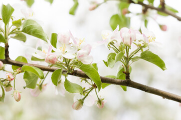 Wall Mural - Apple tree flowers blossom macro view. Blossoming white pink petals fruit tree branch, tender blurred bokeh background. Shallow depth of field, copy space