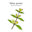 Yellow jessamine Gelsemium sempervirens , medicinal plant