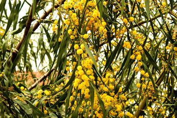 beautiful and colorful acacia dealbata tree