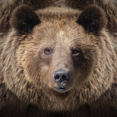 Wall Mural - portrait brown bear in the forest up close. wild animal in the natural habitat