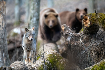 Wall Mural - wolf on a fallen tree with two bears in the background. wild animal in the natural habitat