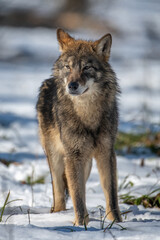 Canvas Print - Wolf in the forest up close. Wild animal in the natural habitat