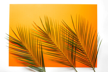 Wall Mural - Universal beautiful background with green palm branches.