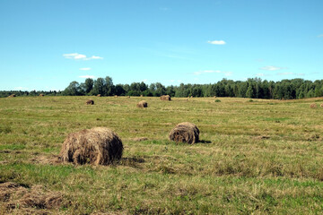 Wall Mural - Beautiful rural landscape with long summer field at the edge of the forest with many rolled dry hay on bright sunny summer day view