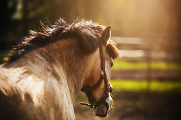 Rear view of a dun beautiful horse with a dark mane and a halter on its muzzle, walking in a meadow on a farm on a sunny summer day. Livestock.