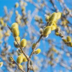 Wall Mural - Spring blooming willow tree