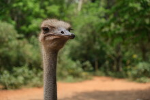 Close Up Ostrich's Head. Blurred Green Forest Background