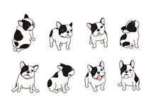 Hand Drawn Illustrations Set Of Dogs On White Background, French Bulldog Breed 