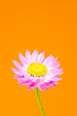 Poster - Pink flower