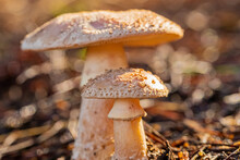 Closeup Shot Of Two White Mushrooms Growing In The Nature