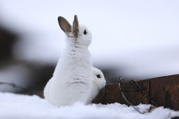 Wall Mural - escape white rabbit in the snow