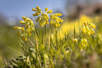 Sticker - Common Cowslip flowers