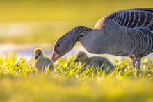 Greylag Goose With Chicks