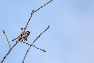 Canvas Print - Wild song bird sitting on tree branch.