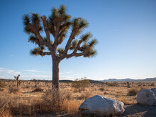Joshua Tree Grown In A Field Against The Clear Blue Sky